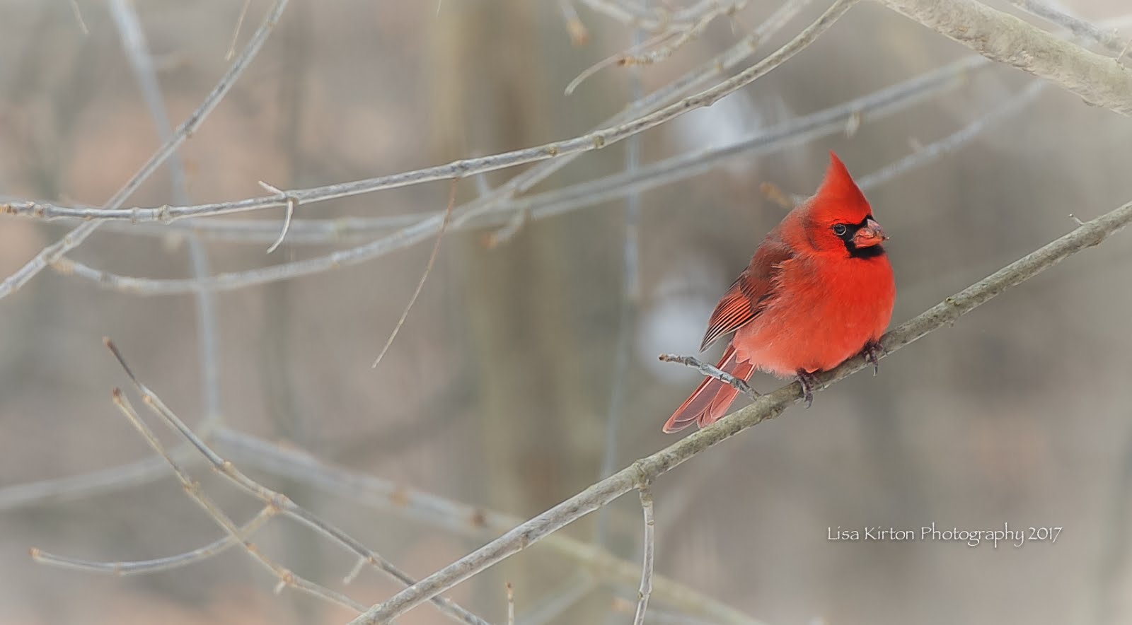 Cardinal