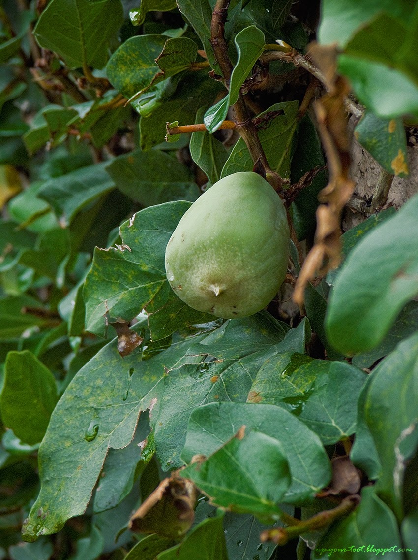 PLANTA TÓXICA Ficus pumila, hera (creeping fig TOXIC PLANT) Plantas