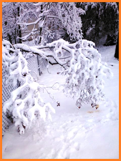 Tree top bent to the ground, completely covered with snow.