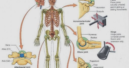 Kalau Tidak Ada Rangka, bagaimana Bentuk TUBUH kita ??????? | Ano Asa