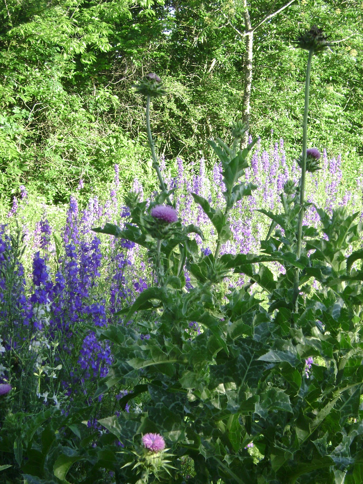 TSG The Making of Wildflower Mulch