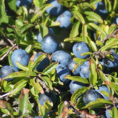 download gin made with blackthorn download gin made with blackthorn
