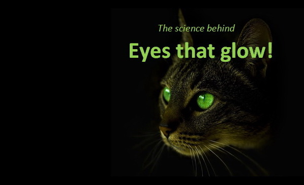 If Only They Could Talk Eyes That Glow