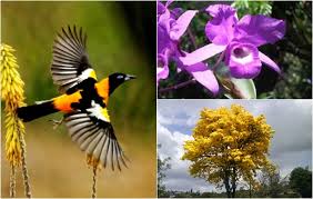 simbolos naturales de todos los estados los s 237 mbolos patrios simbolos naturales de todos los estados los s 237 mbolos patrios