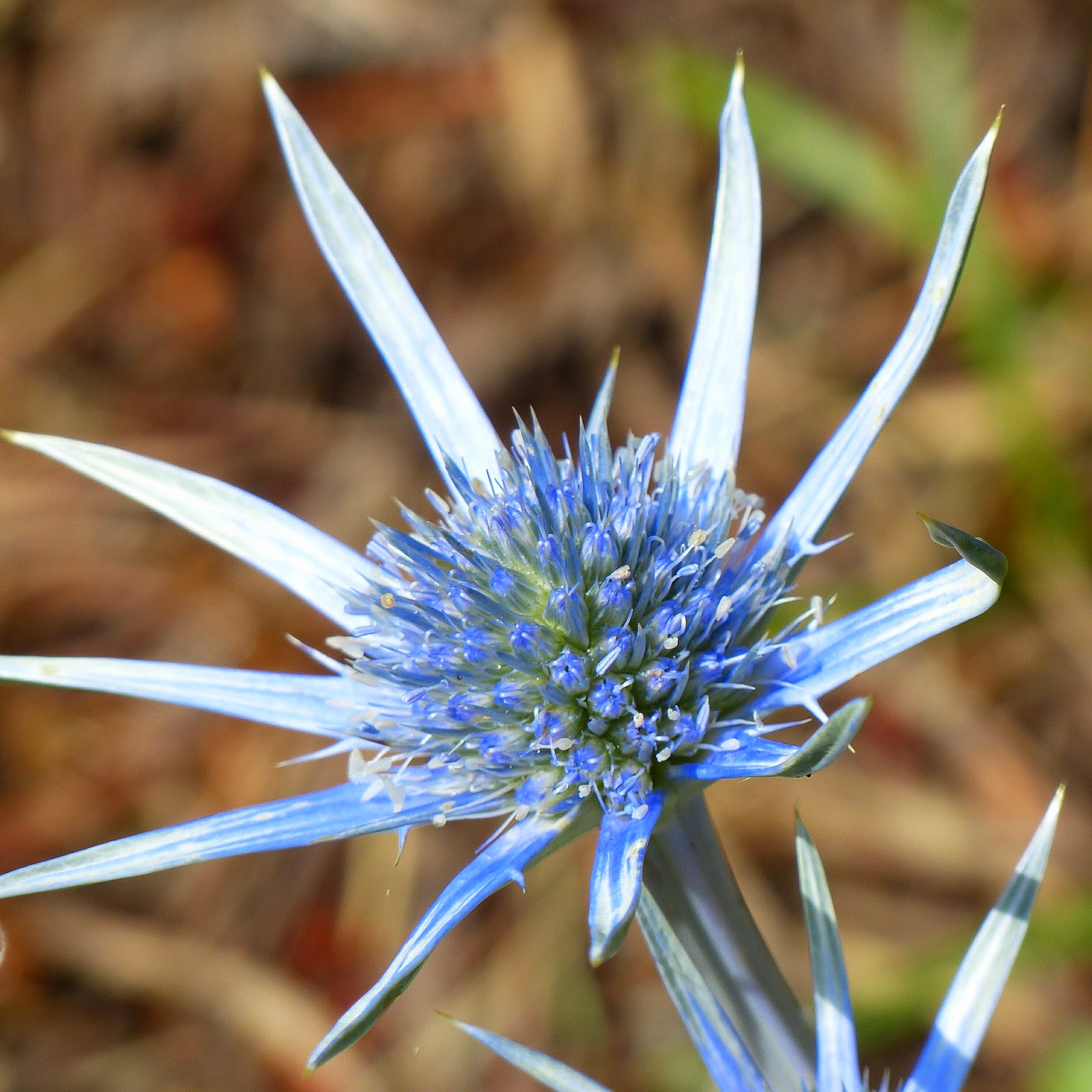 Eryngium bourgatii Wild flowers of Europe by Anita Beijer
