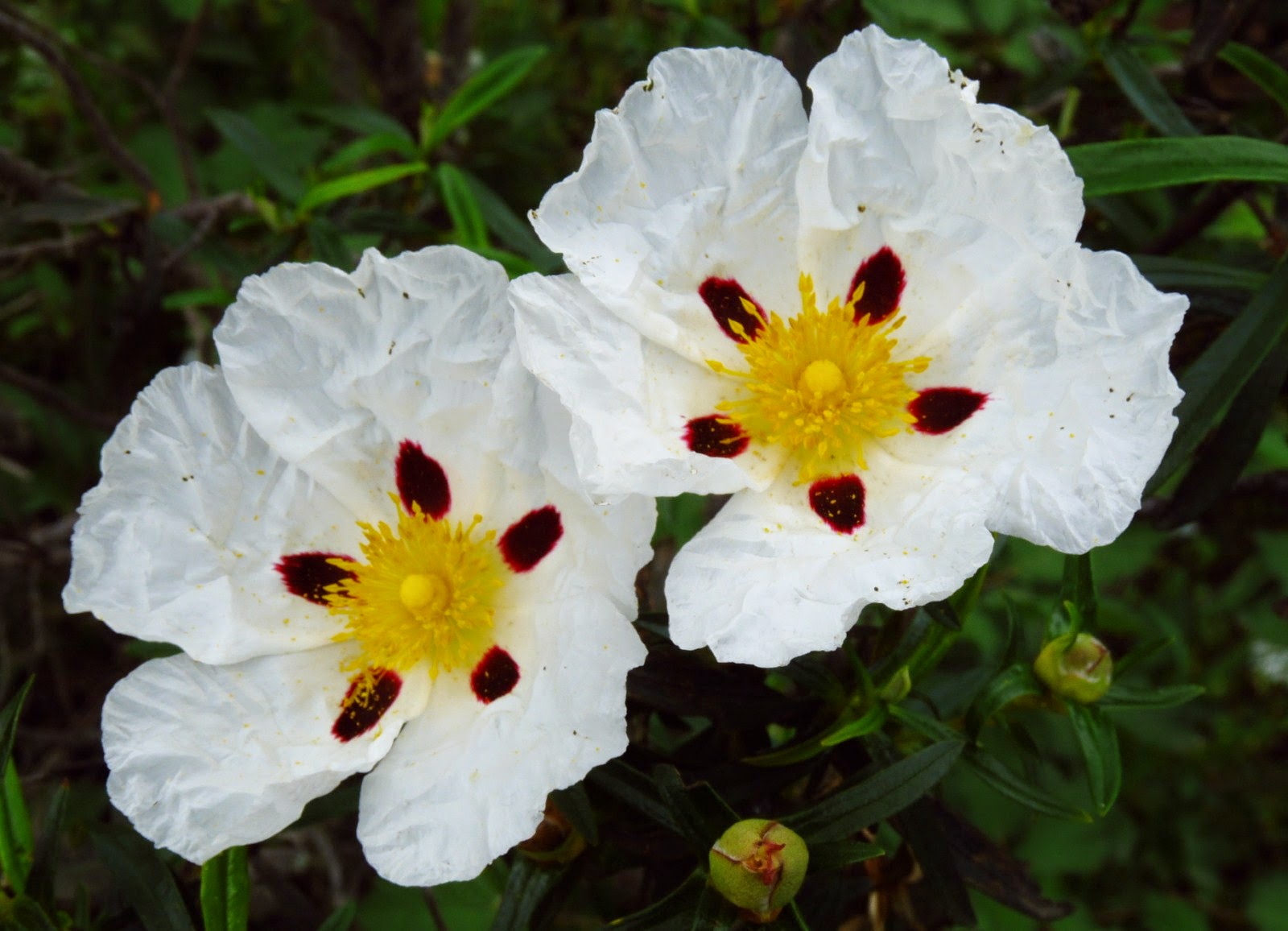 La flor de la jara en Juan Ramón Jiménez