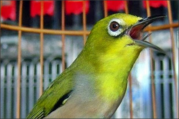 Cara Biar Burung Pleci Cepet Gacor Dan Ngebren