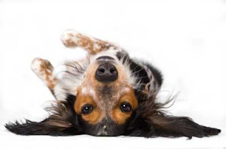 How To Teach A Dog Trick To Play Dead How To Teach A Dog Trick To Play Dead