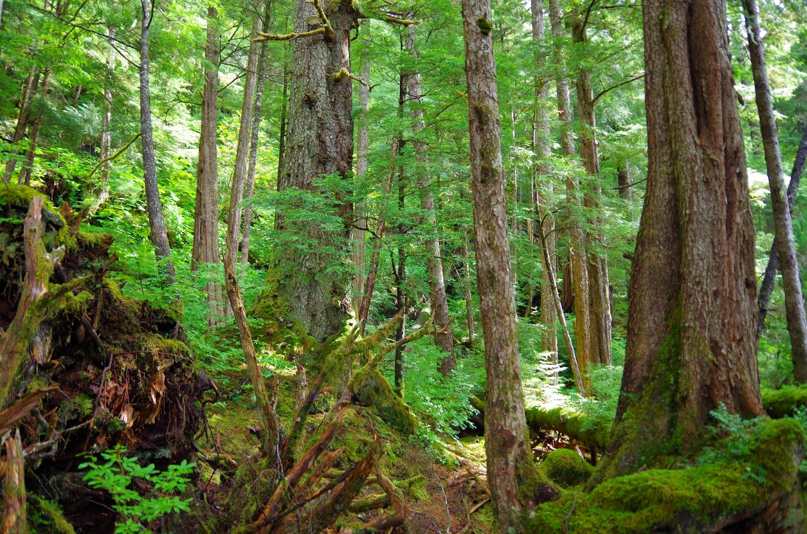 quetzalicow Sitka Spruce Forest in Southeast Alaska