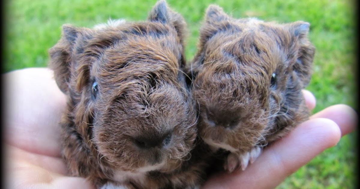 All Things Guinea Pig Expected Litters