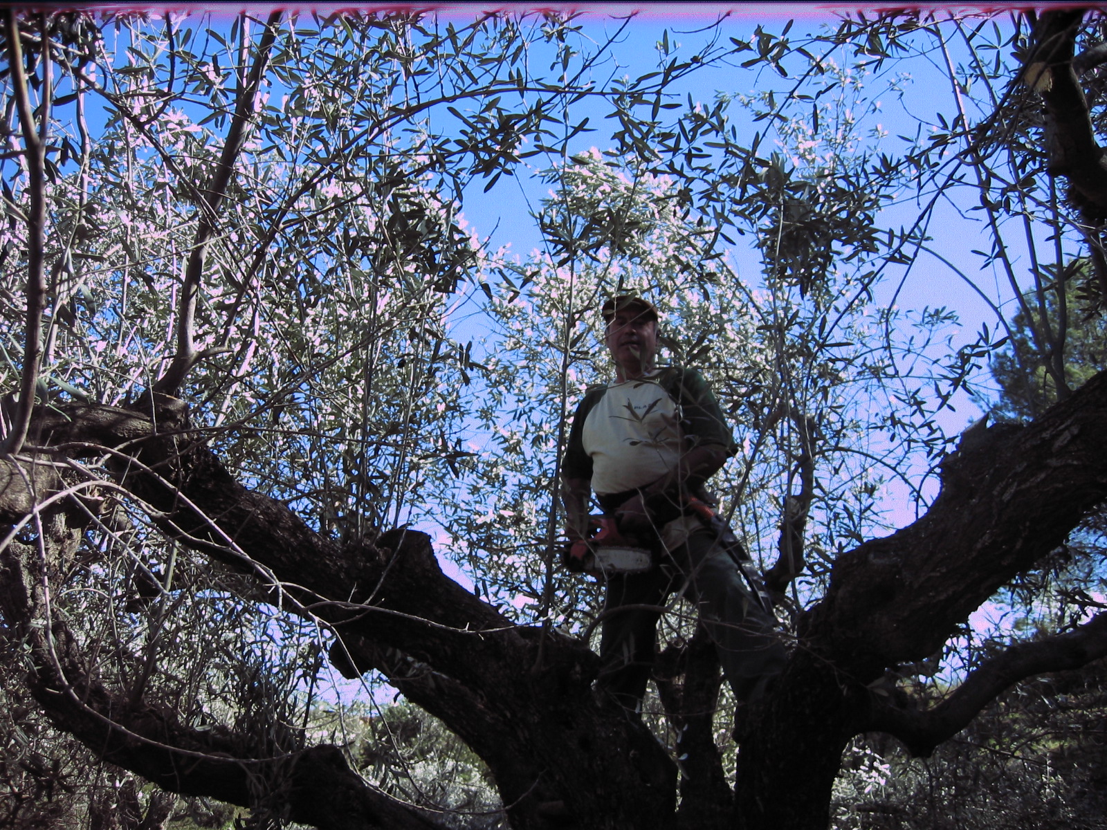 PODA DE OLIVOS el huerto imposible