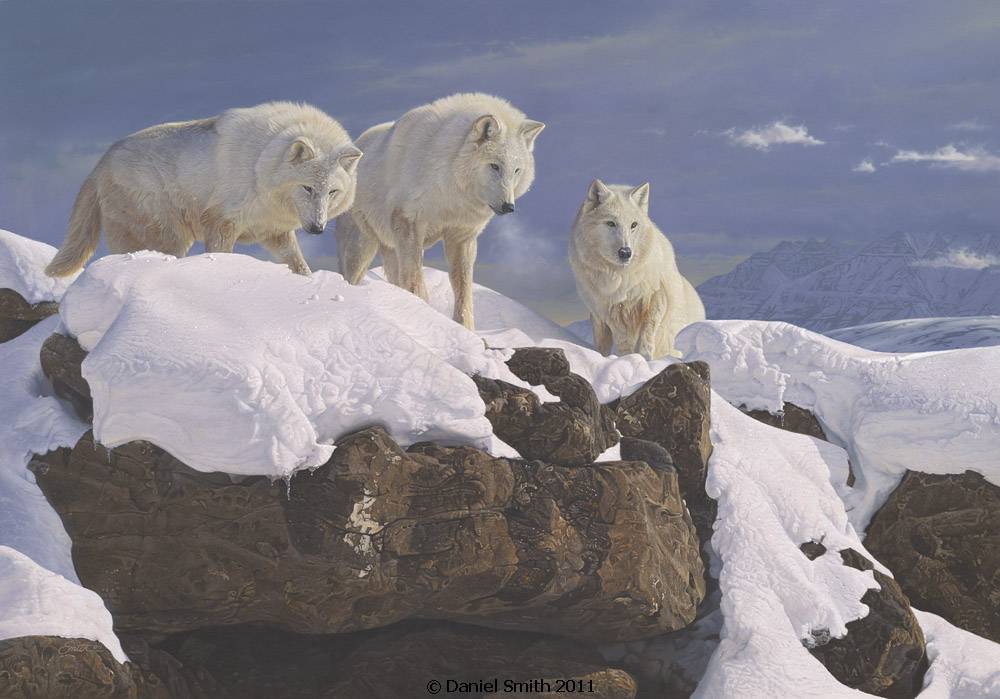 White Wolf Daniel Smith Amazing realistic American wildlife artist.