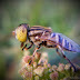 Belajar Makro Fotografi - Lalat Mata Pear