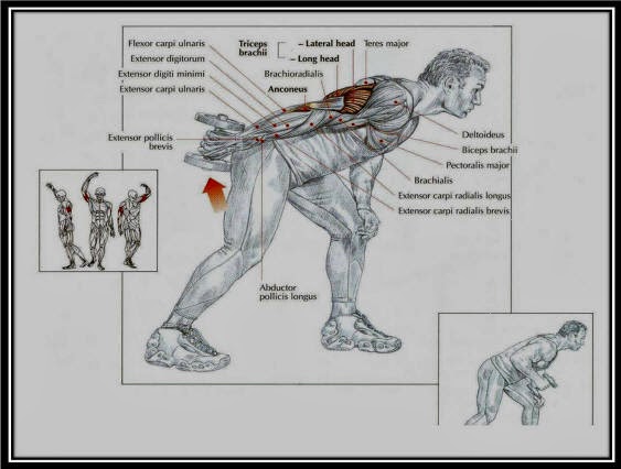 Evde Yapilabilecek En Iyi Arka Kol Triceps Hareketleri Neler