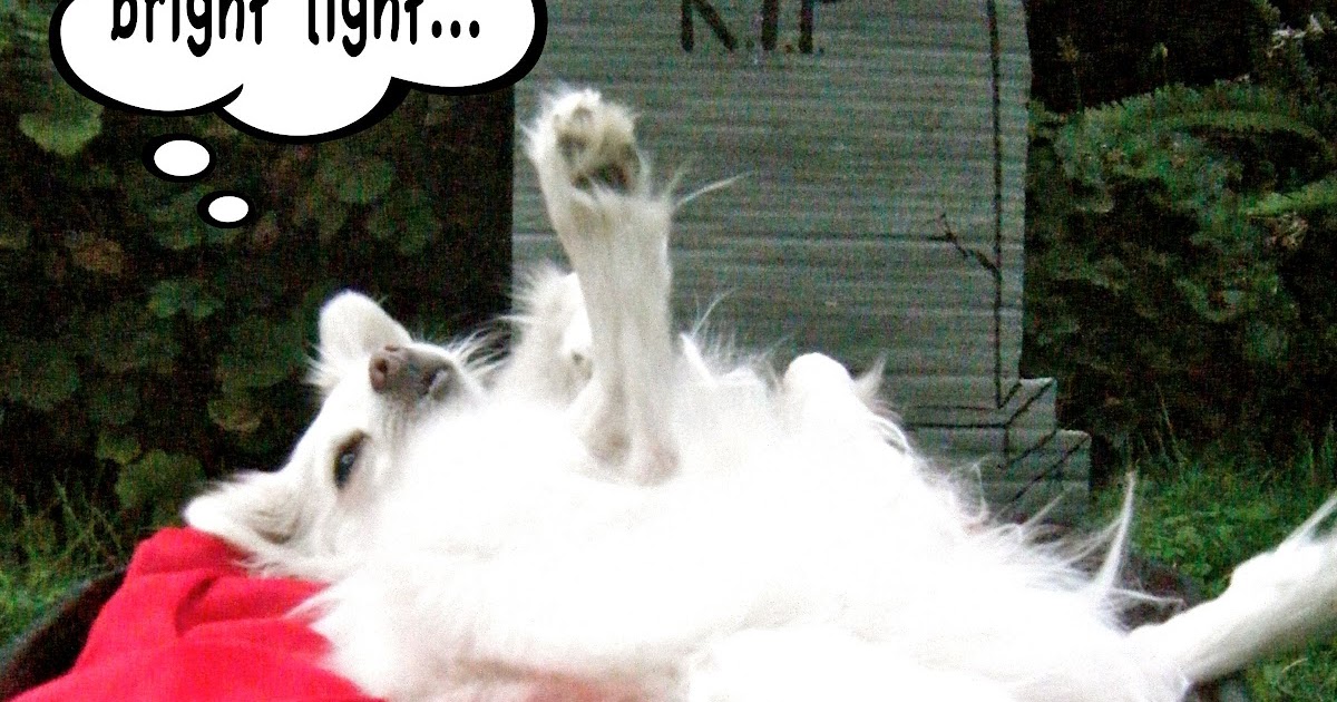 Sew DoggyStyle Halloween DIY Dog Bed Coffin