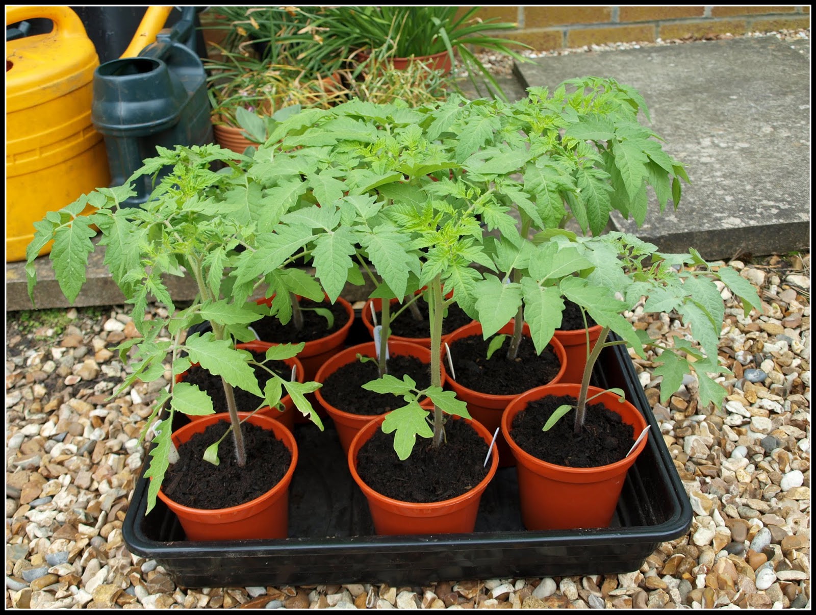 Mark's Veg Plot Plantingout tomatoes