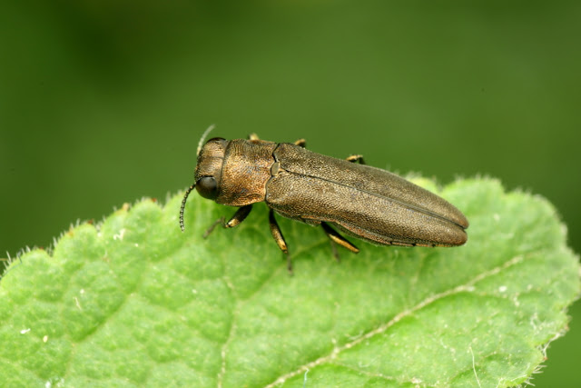 Agrilus macroderus