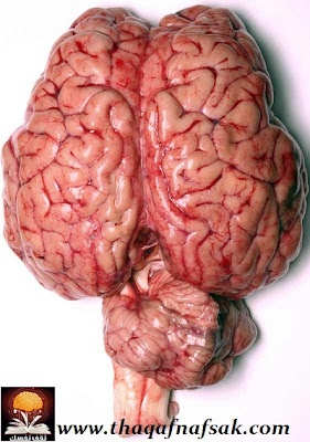 نقره لتكبير أو تصغير الصورة ونقرتين لعرض الصورة في صفحة مستقلة بحجمها الطبيعي