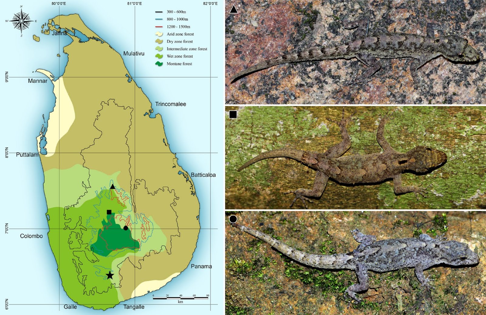 Currently known distribution of Cnemaspis godagedarai sp. nov. (Ensalwatte, star), and related species: C. gemunu (Haggala, circle), C. phillipsi (Gammaduwa, triangle), and C. scalpensis (Gannoruwa, square) in Sri Lanka. 