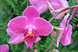 Orchid