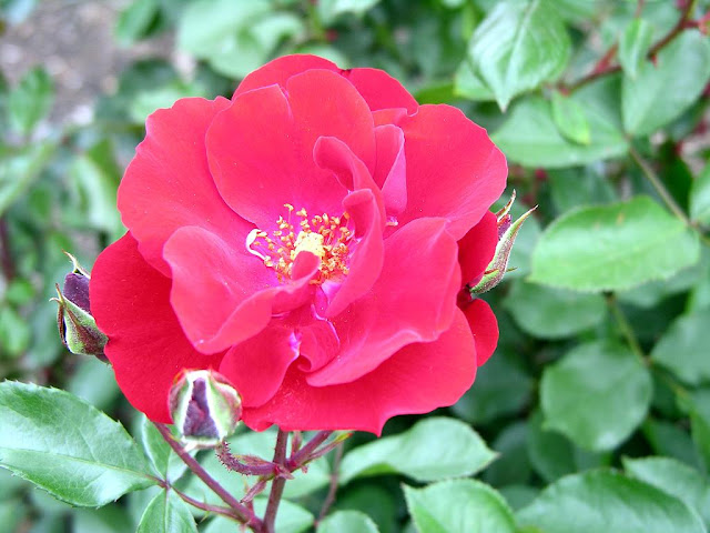 Rose Flower (அழகிய ரோஸ் ) Rose+flower+1+%25288%2529