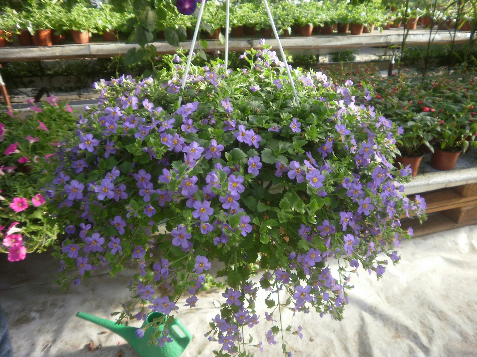 Katin kukkatarha Lumihiutale