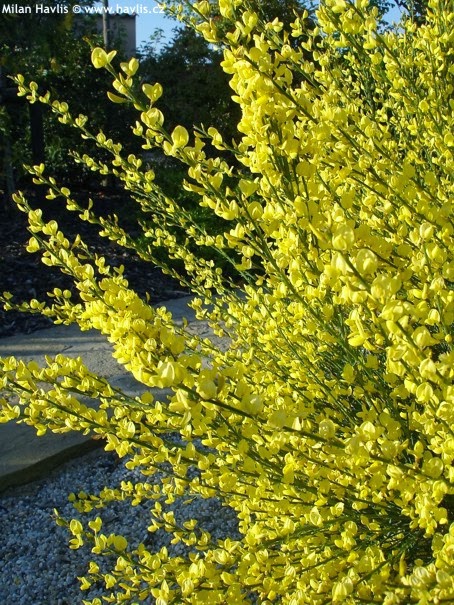 Future Plants By Randy Stewart The Brooms