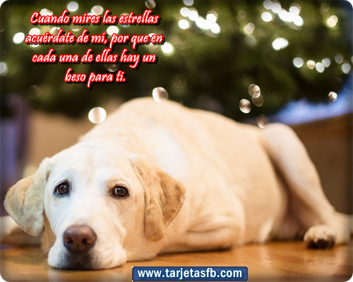 ... Postales para Amor y Amistad: Tarjetas de animales con frases de amor