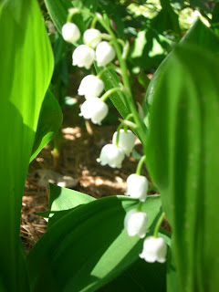Gardening Gifts and the Connections they Make..... Gardening Gifts and the Connections they Make.....