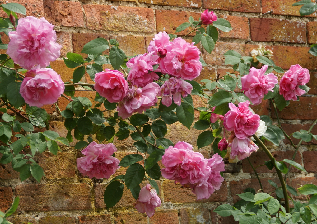 Organic Garden Dreams Mottisfont Abbey a Rose Lover's Paradise V