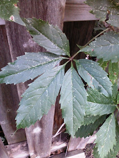 five leaves on each leaflet