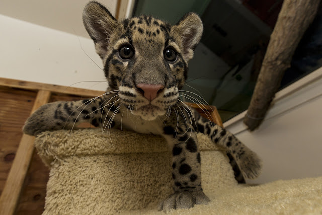 Life with Dylan: Clouded Leopard cubs are the "purrfect" addition to