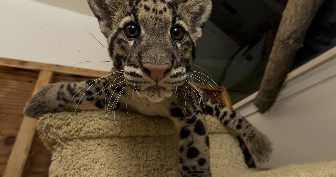 Life with Dylan: Clouded Leopard cubs are the "purrfect" addition to