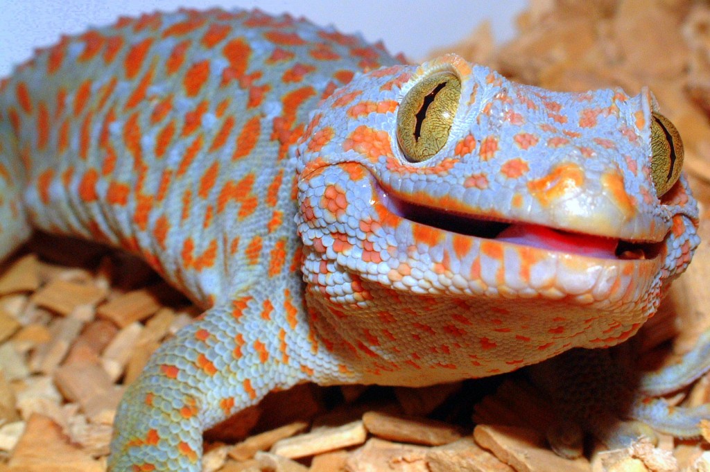 gecko supplies