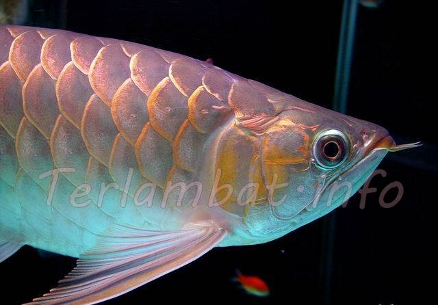 Cara Budidaya Ikan Arwana Terbaru 2013 Cara Budidaya Ikan Arwana Terbaru 2013