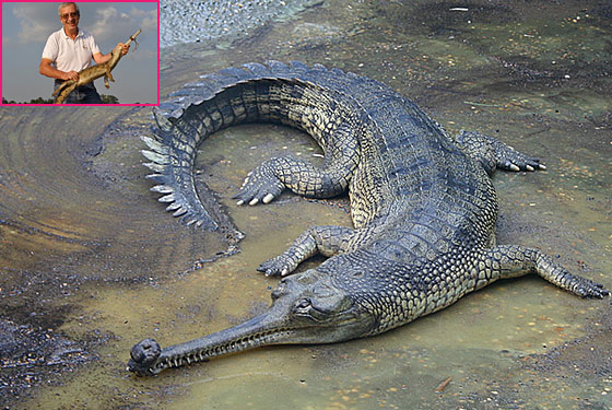 Crocodile and alligator attacks, advice and information 