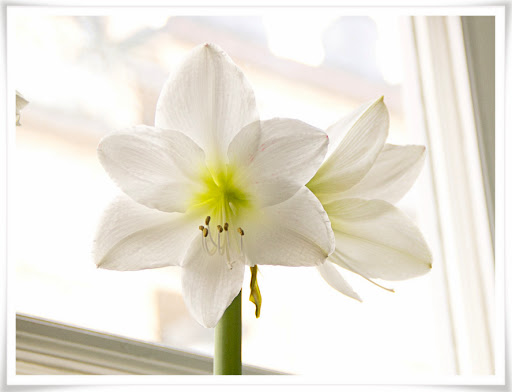 Amaryllis, i februari