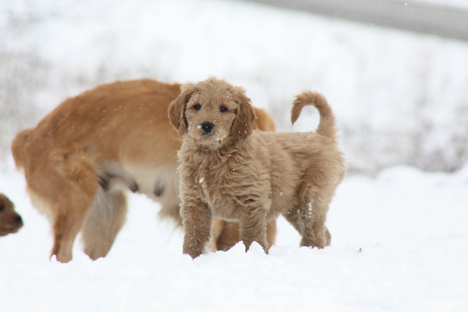 Goldendoodles by Rosie Playing in the snow / Going home to families
