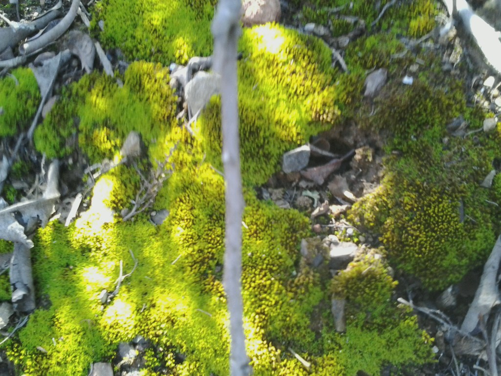 Antediluvian Salad California Dreaming Moss in the Desert