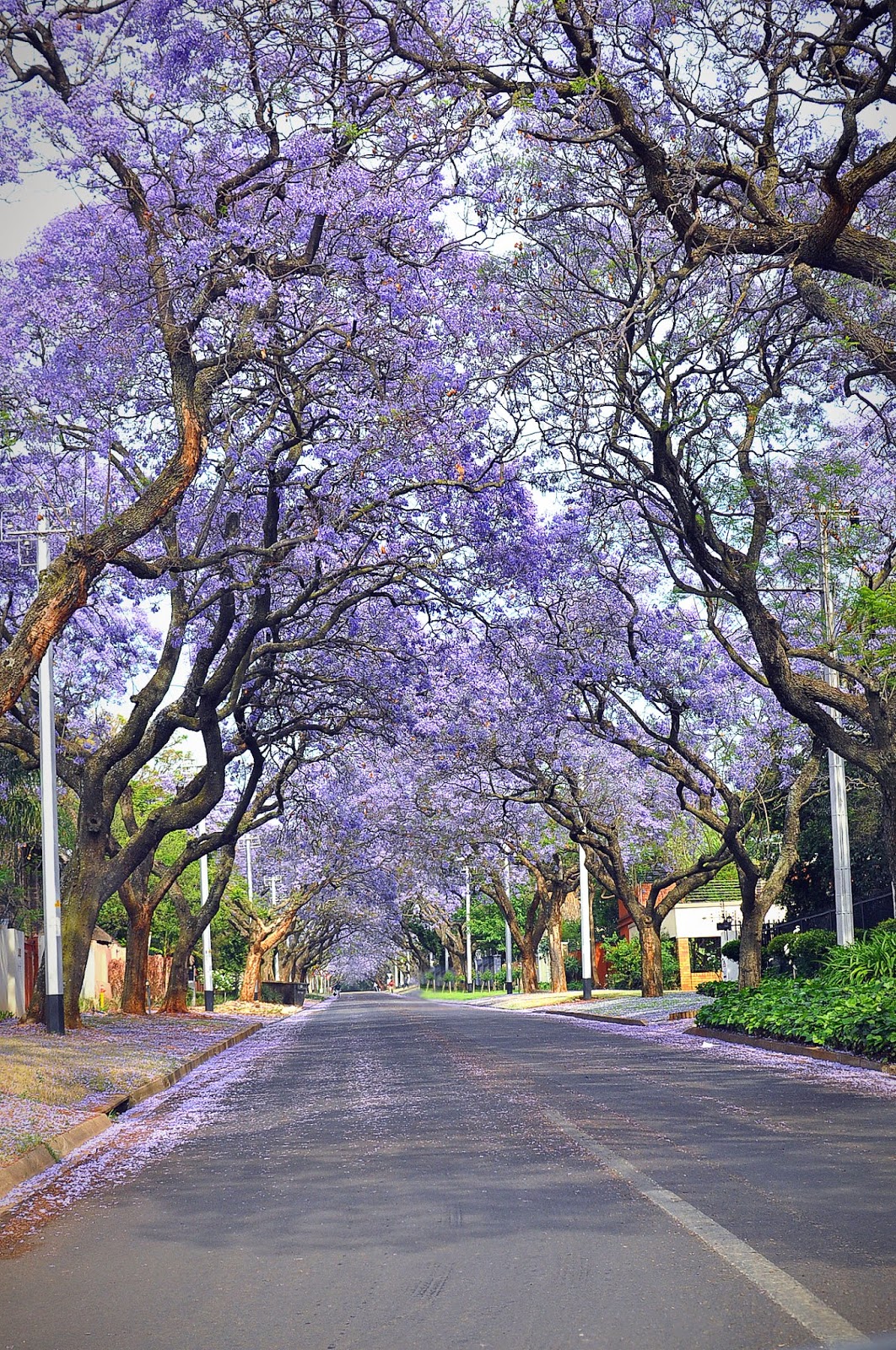 The Narrowed Lens Jacaranda City in the Spring