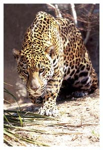 cuantos jaguares anteojos hay colombia cuantos jaguares anteojos hay colombia
