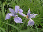 Iris Sibirica Soft Blue
