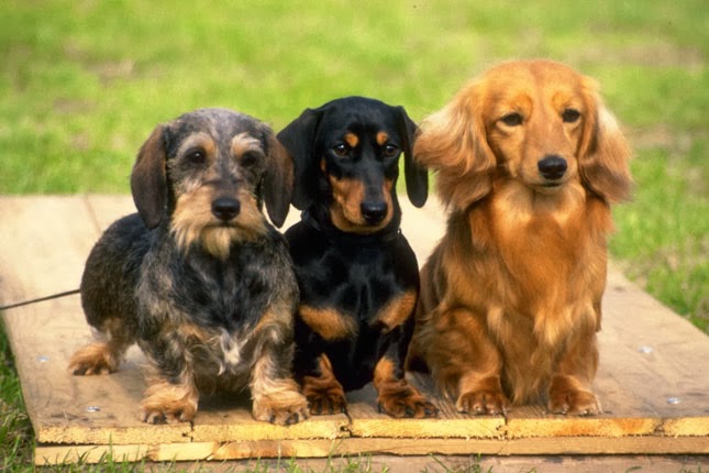 Dachshund S Are The Best Breed Of Dogs Long Vs Short Hair Dachshunds