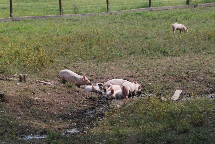 Catskill Animal Sanctuary