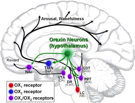 Dr. Christopher Bray MD PhD: Activation of central orexin Dr. Christopher Bray MD PhD: Activation of central orexin