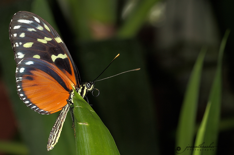 My Corner Of The World Butterflies In Bloom At Dow Gardens, Midland MI