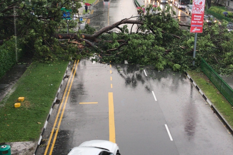 A fallen tree across three lanes resulted in a traffic jam along Marine Parade Road.