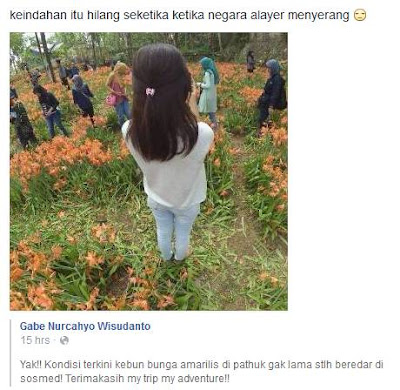 Kebun Bunga Amaryllis Gunung Kidul Yogyakarta Yang Indah Itu Kini Hancur