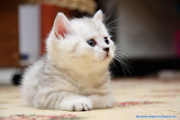 pictures photos cats wallpapers