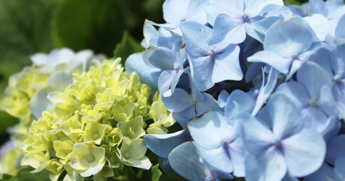Strange's Garden Center Hydrangeas A Calendar of Bloom Times